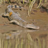 Saltwater_Crocodile_02_(Crocodylus_porosus)_at_Mein-ma-hla_Kyun_Wildlife_Sanctuary